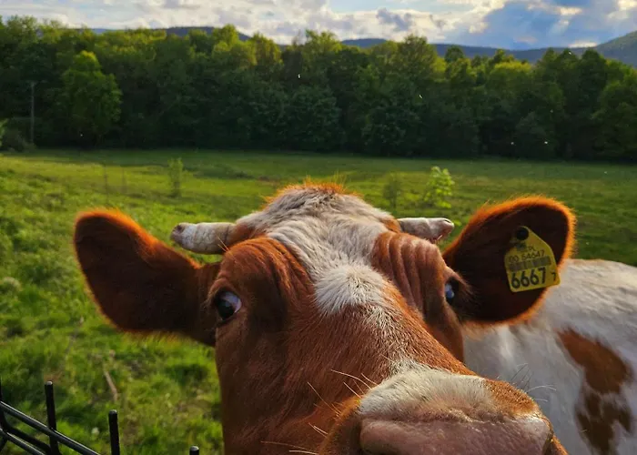 Дом отдыха Zacisze W Karkonoszach Карпач